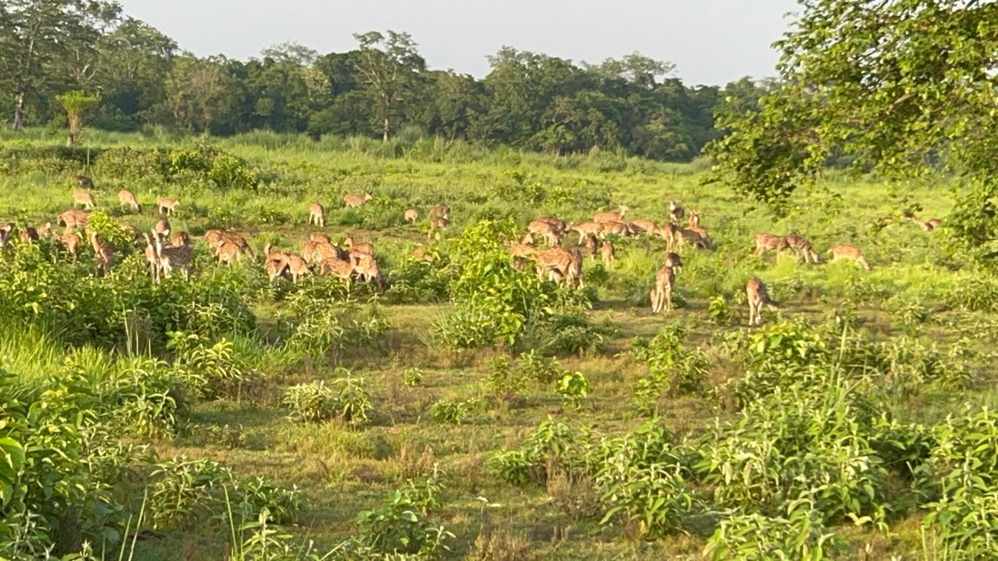 Ama Garden Sauraha Hotell Eksteriør bilde