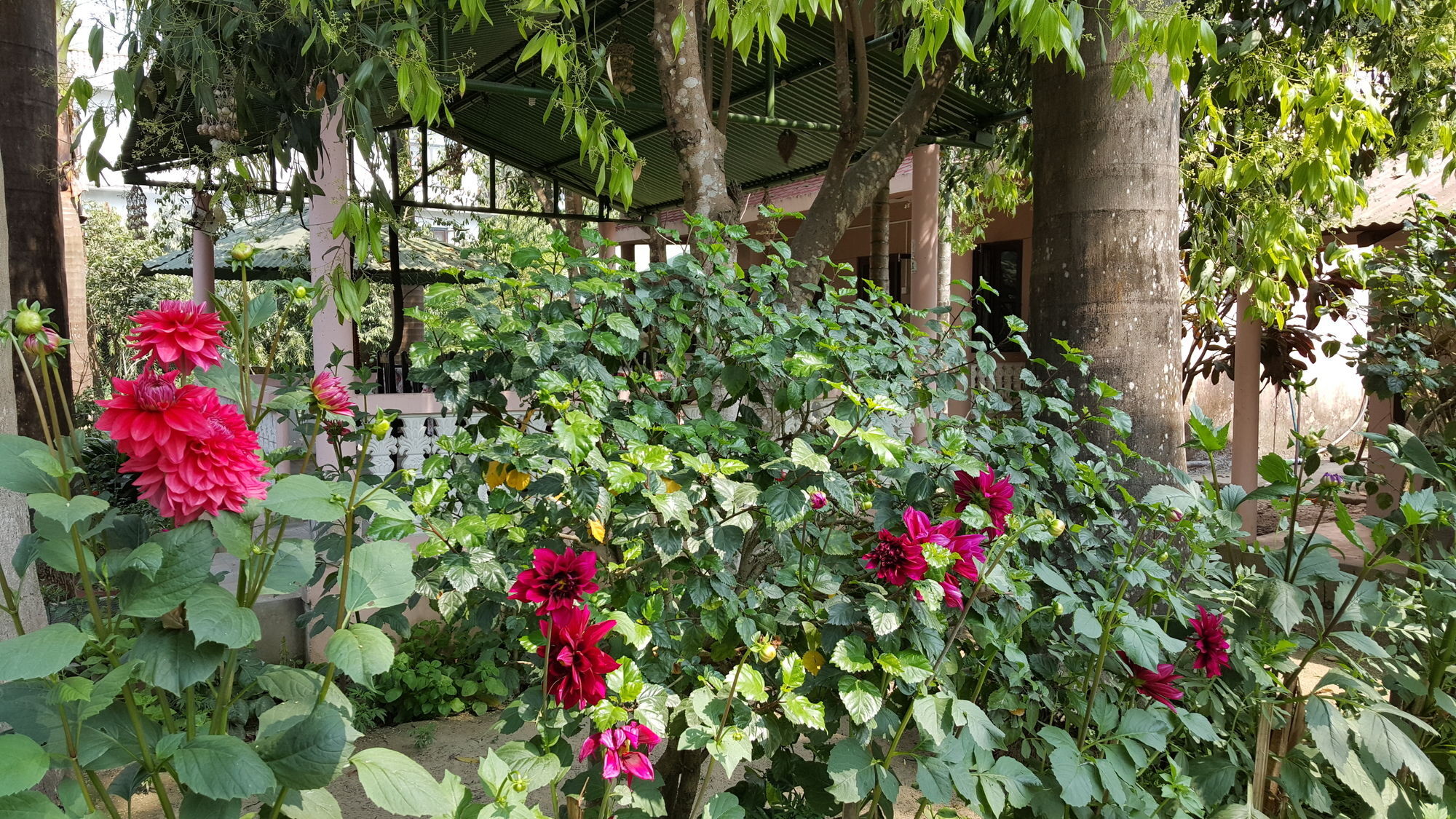 Ama Garden Sauraha Hotell Eksteriør bilde