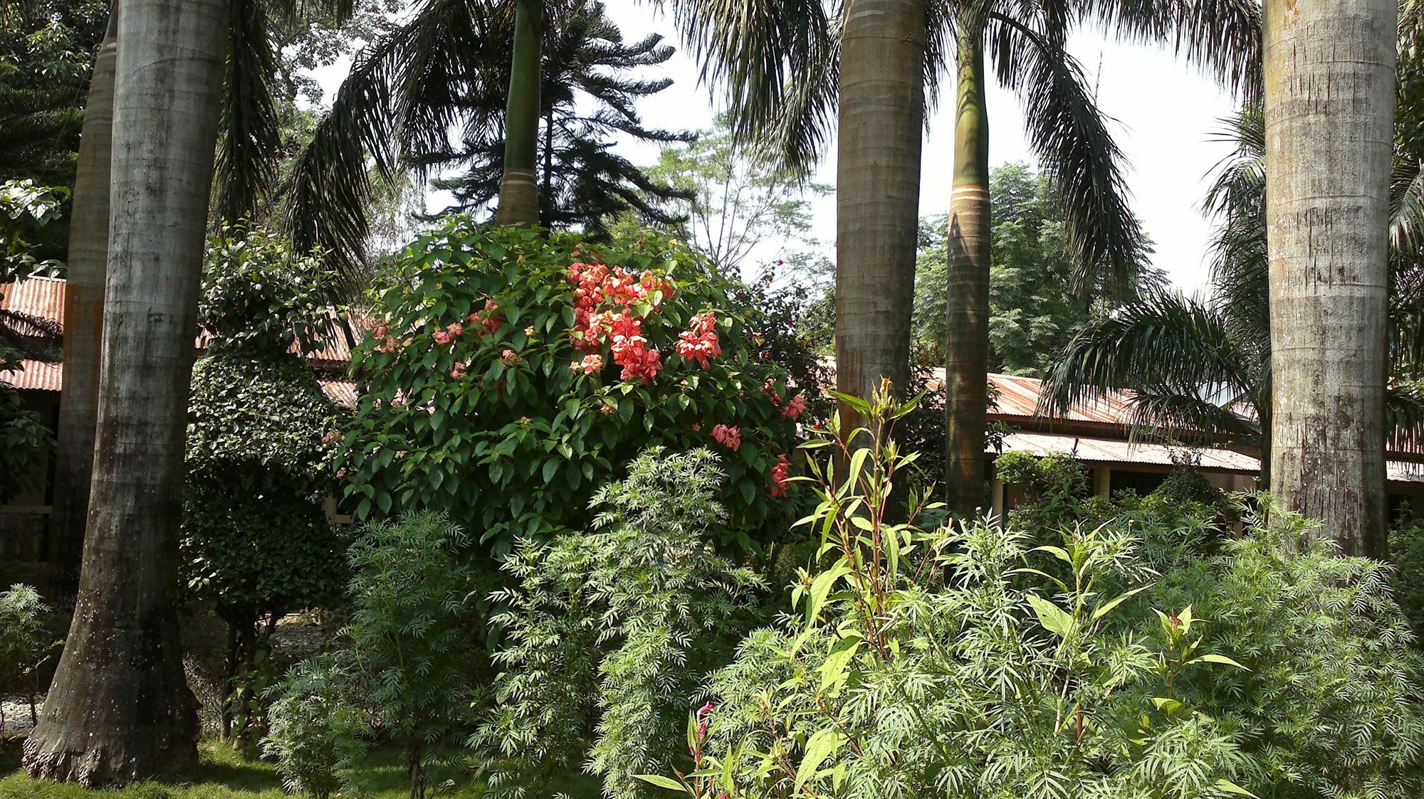 Ama Garden Sauraha Hotell Eksteriør bilde
